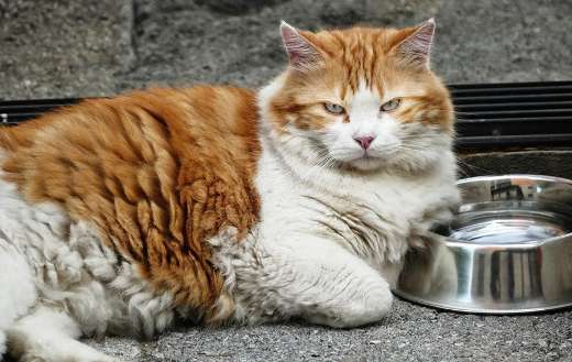 Looking angry cat