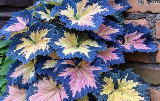 House plant online