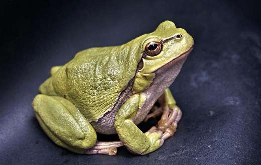 Amphibian from animal