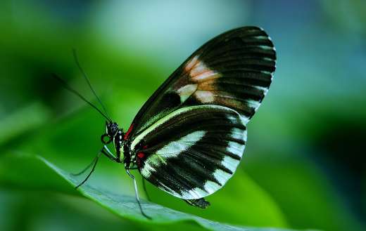 Butterfly 001 online