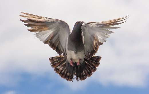 Flying pigeon bird puzzle