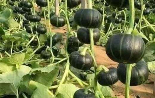 Japanese pumpkins