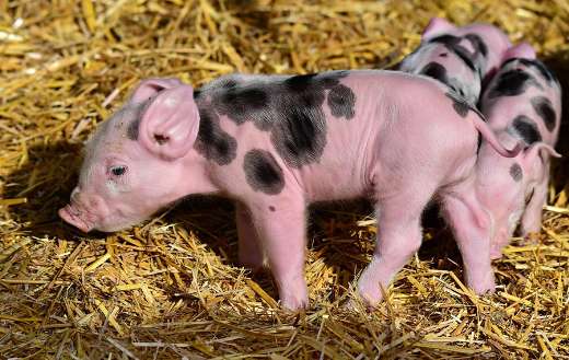 New born piglets puzzle