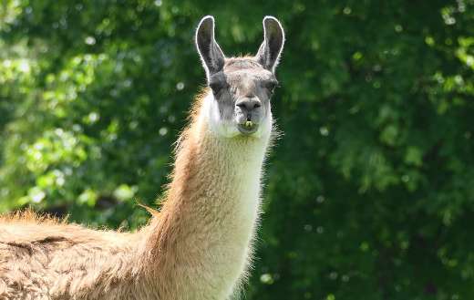 Llama 001 online