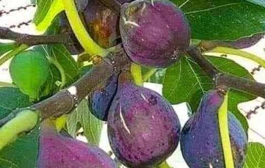 Mission fig fruits