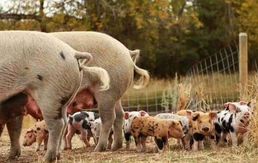 Pigs piglets online