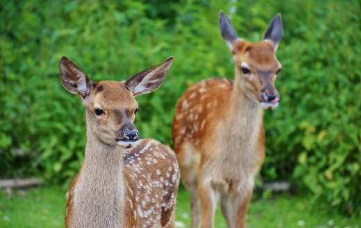 Roe deer kitz in the wild