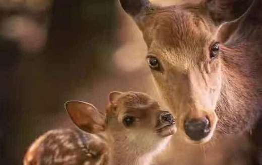 Formosan sika deer