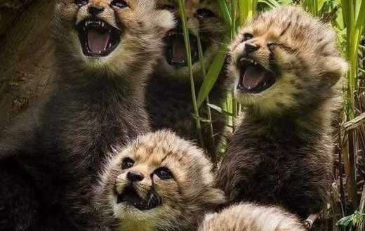 Baby cheetah online