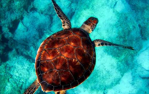 Sea turtle swimming