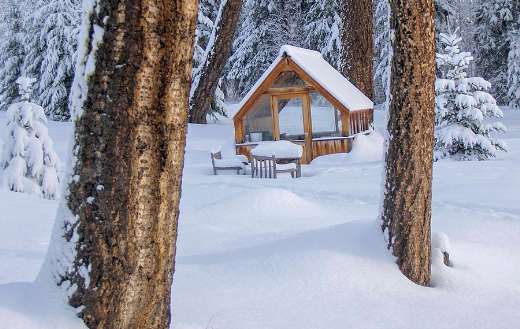 Snow winter forest