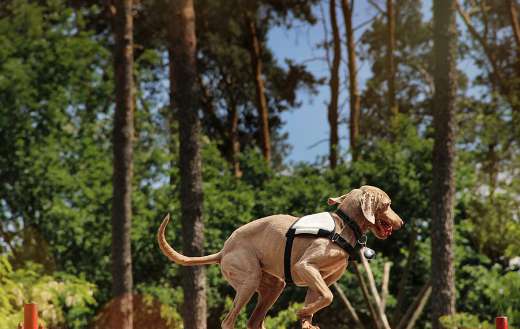 Training dog online