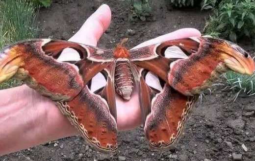 Atlas butterfly big