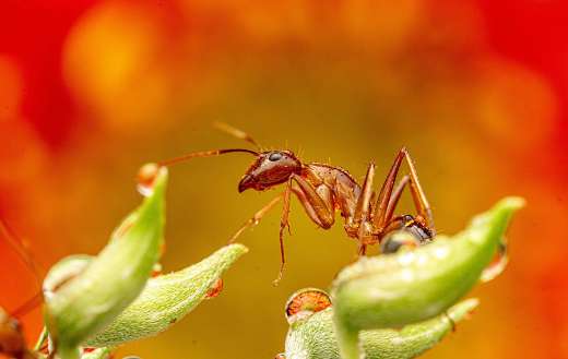 Bug insects ant