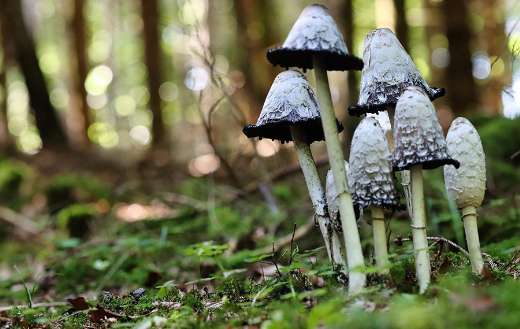 Mycology mushrooms nature