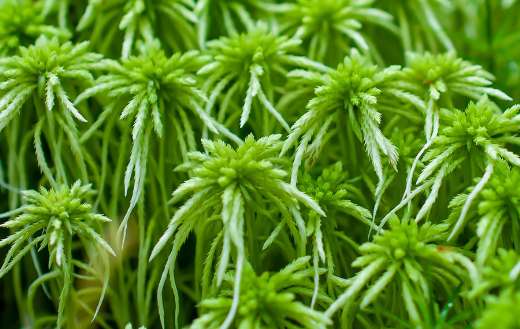 Peat moss plants