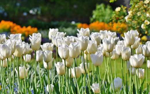 Tulip blossom white tulips field