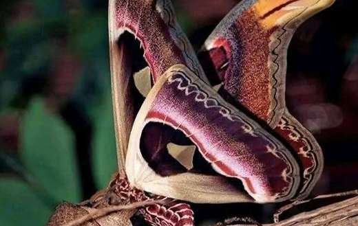 The atlas moth