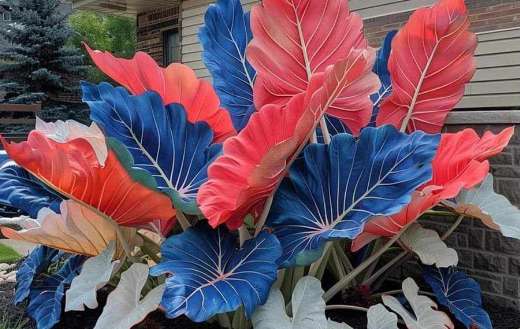 Colorful big leaves