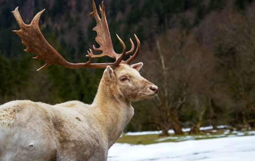 Fallow white deer animal
