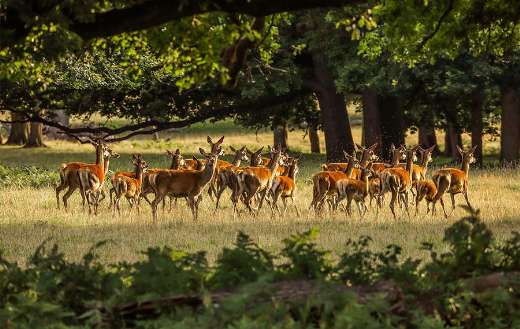 Group of deer animals forest