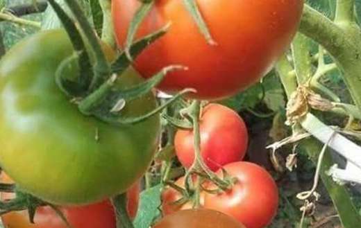 Red cherry tomatoes