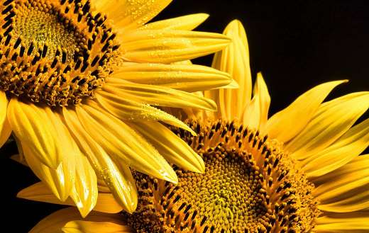 Sunflowers 1 online