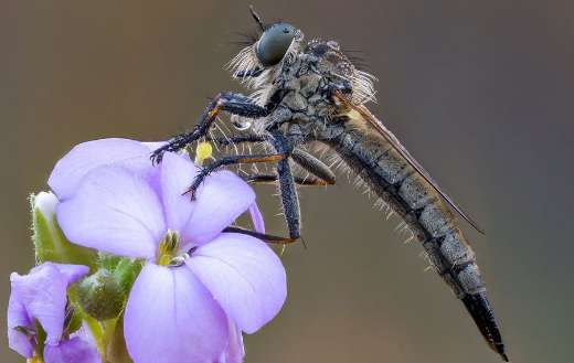Insect asilidae entomology