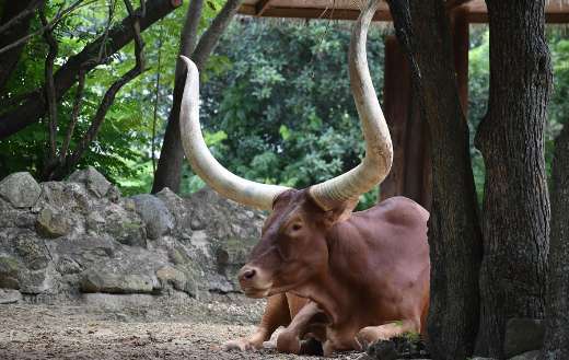 Ox animal online