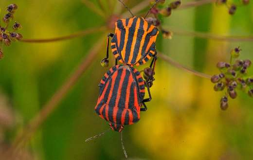 Strip bugs insects