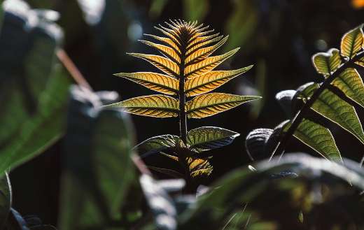 Young leaves shines