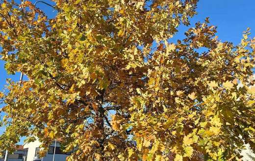 Autumn fully leaves