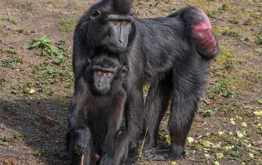 Mother baby monkeys