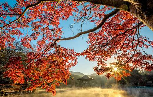 Pond autumn tree