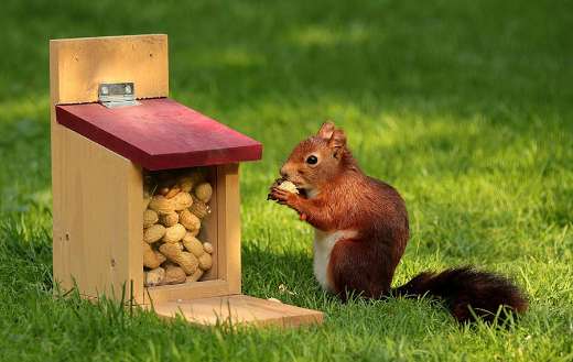 Sciurus squirrel eating peanut