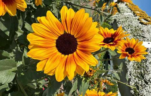Common sunflower