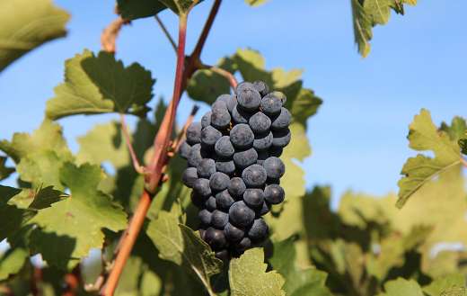 Grape merlot wine