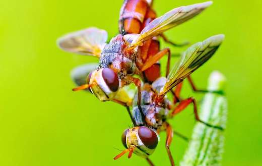 Two flying pair of insects