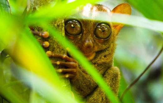 Bohol Philippines tarsus