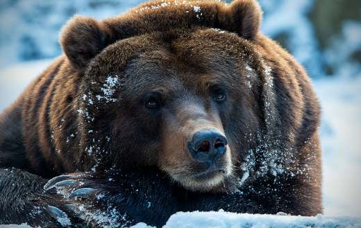 Brown bear lying in the snow