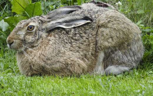 Huge rabbit online