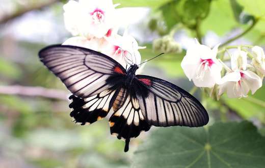 Looks lie great mormon female butterfly