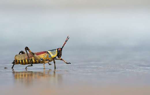 Rainbow locust or romalea guttata